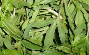 خواص اطریلال (غازیاقی) از نگاه ابن نفیس (مقاله تخصصی)