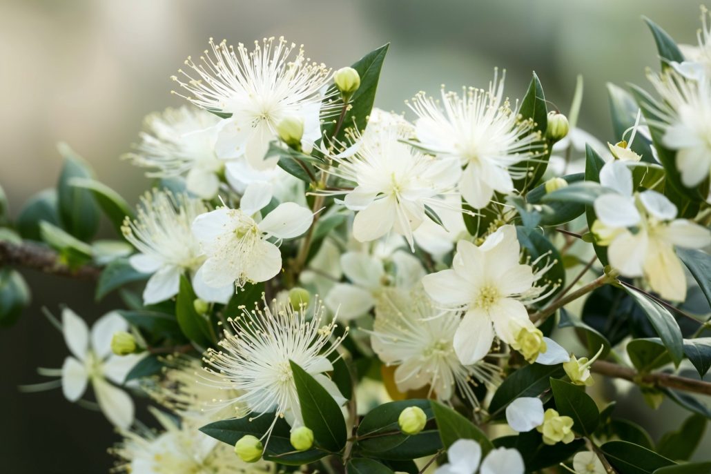 شربت ضد سرفه ام.اف