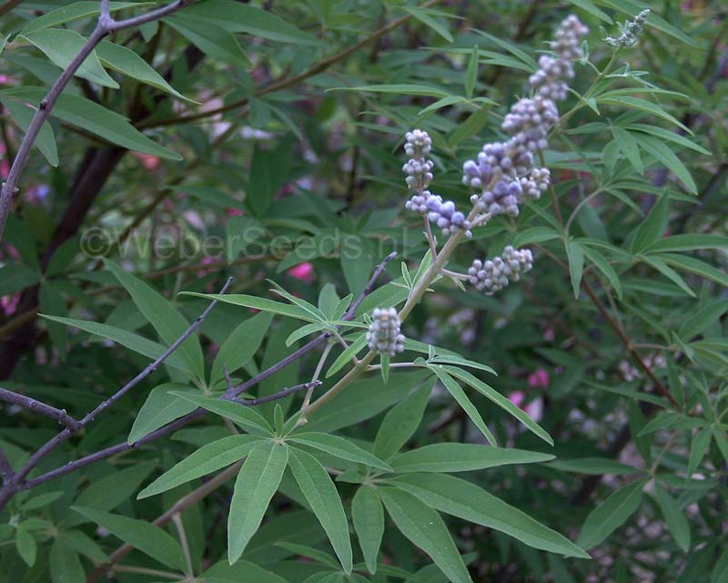 پنج داروی موثر در درمان گیاهی کیست تخمدان