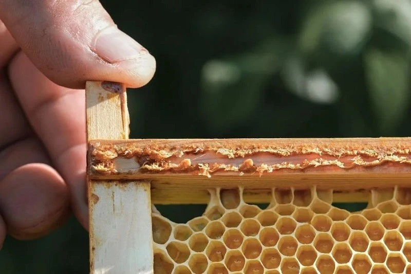 آیا درمان سرطان رحم با بره موم امکان پذیر است؟