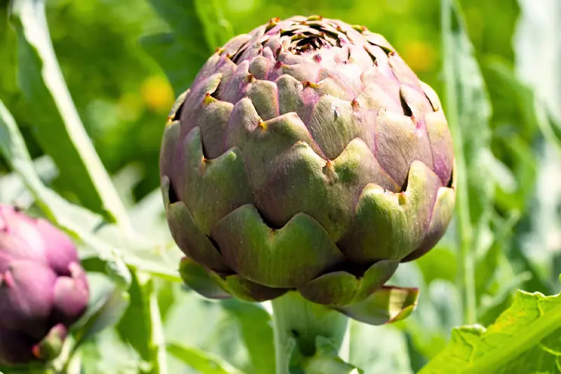 خواص درمانی کنگر فرنگی از نگاه علمی