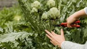 خواص و عوارض کنگر فرنگی؛ هرآنچه باید قبل از مصرف بدانید