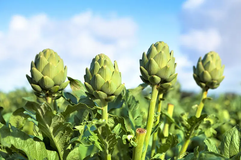 خواص کنگر فرنگی از نظر طب سنتی