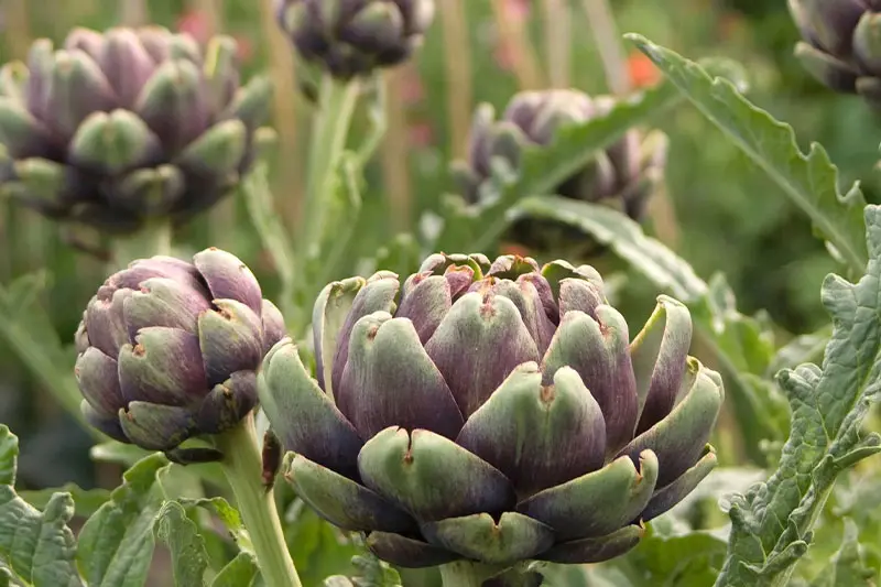 نکاتی که قبل از مصرف کنگر فرنگی باید بدانید