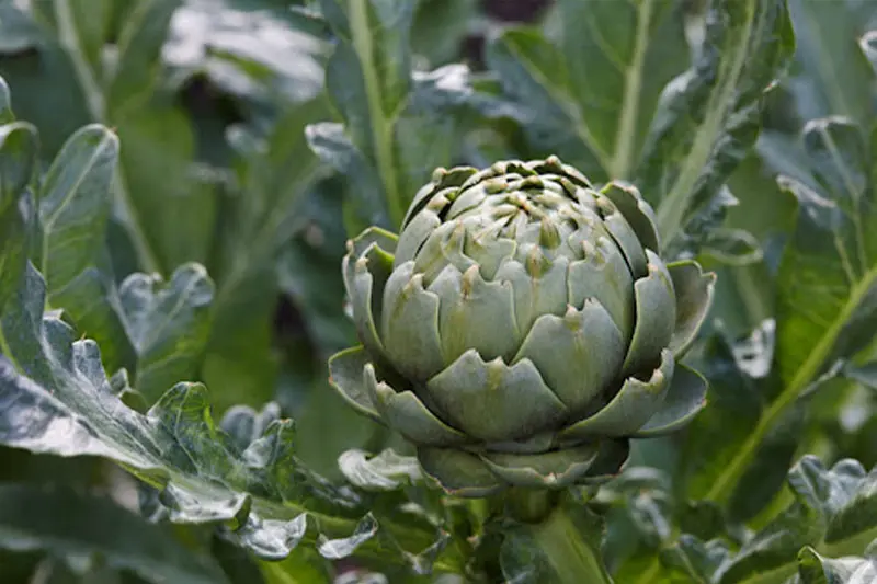 چگونه آرتیشو را مصرف کنیم تا بیشترین اثربخشی را داشته باشد؟