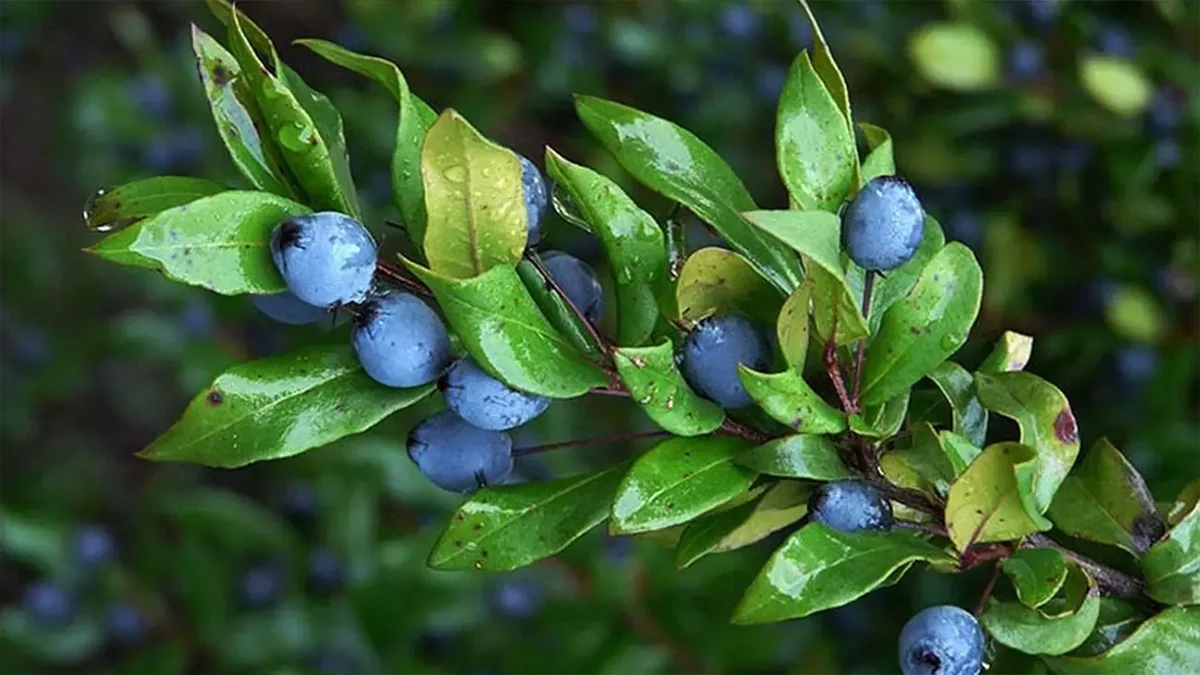 بررسی کامل خواص گیاه مورد