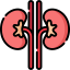 kidney